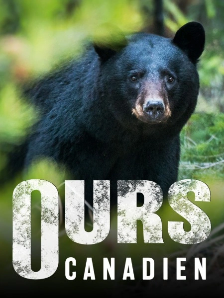 Ours Canadien