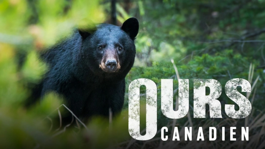 Ours Canadien
