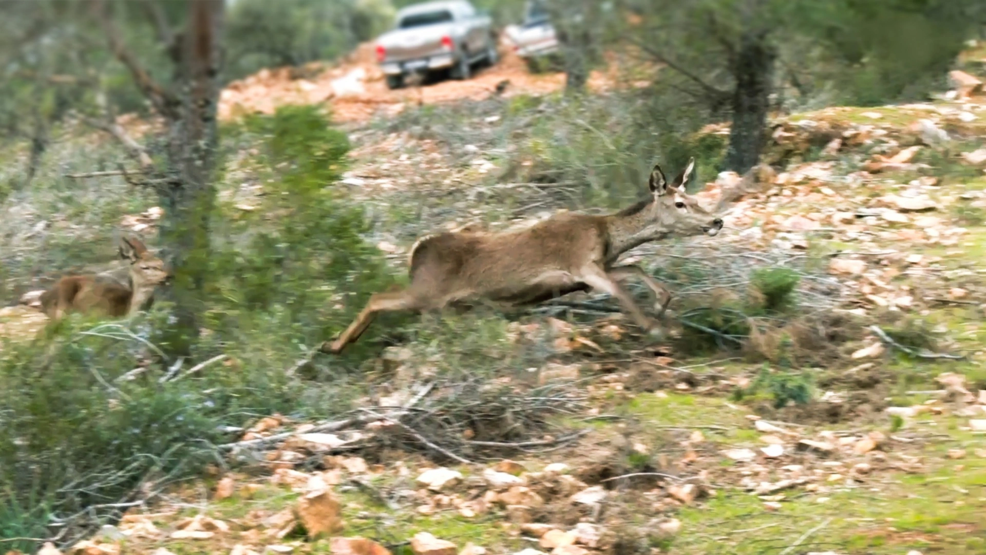 Battue en Espagne (épisode 1)