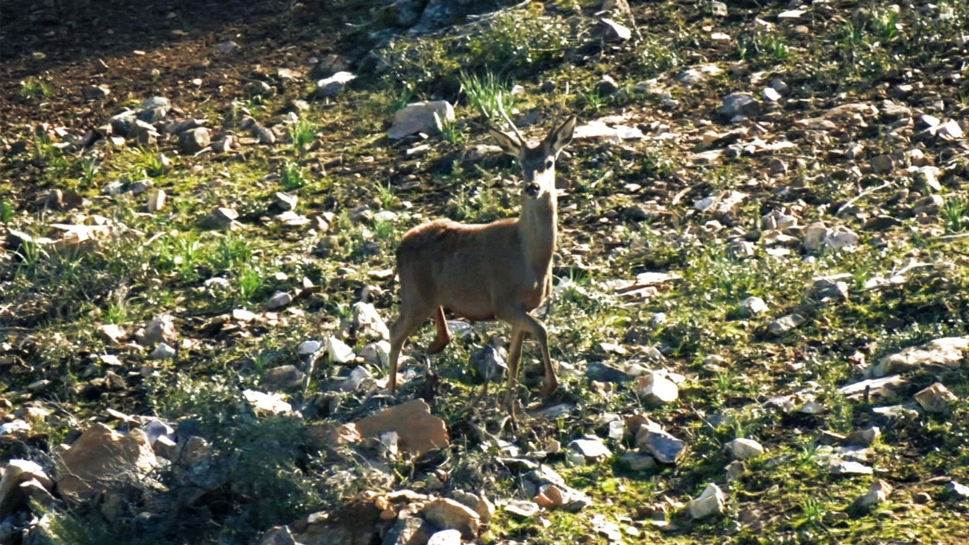 Battue en Espagne (épisode 2)