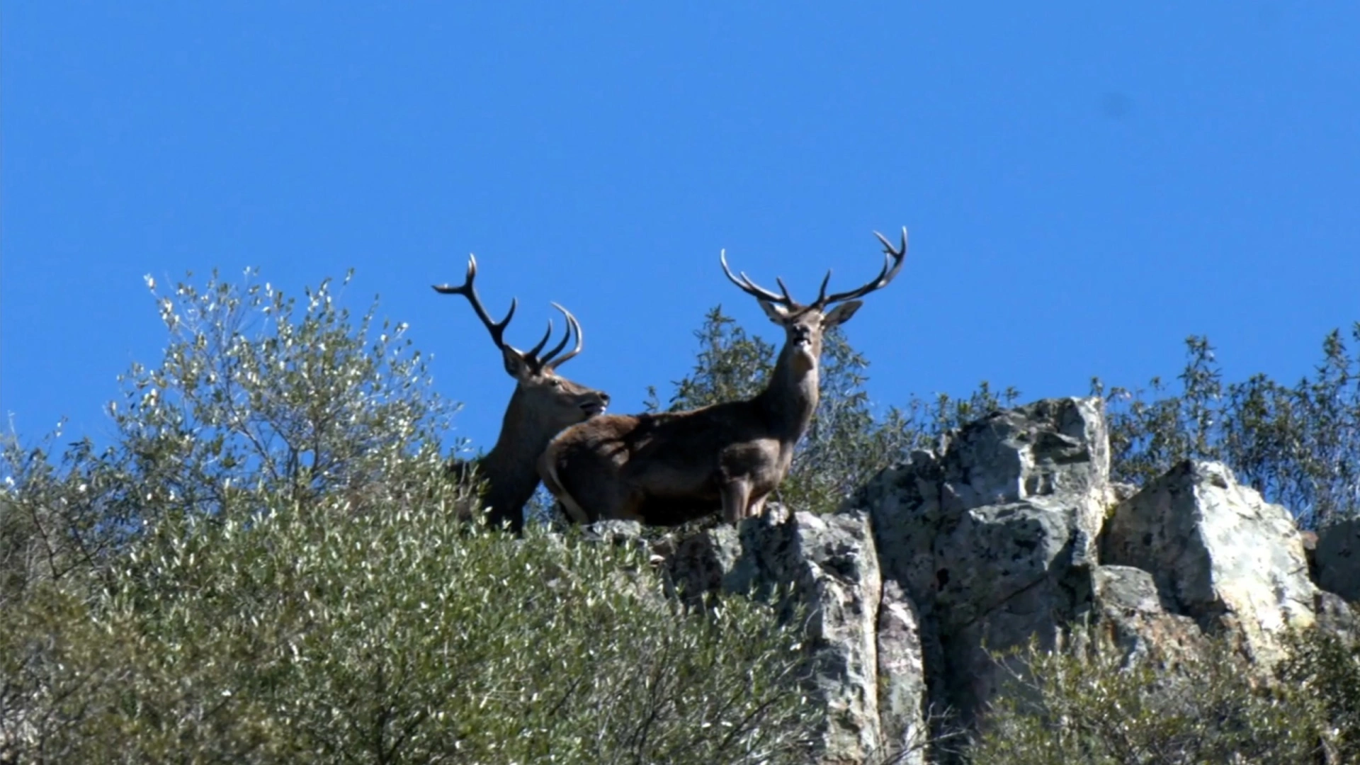 Battue en Espagne (épisode 3)