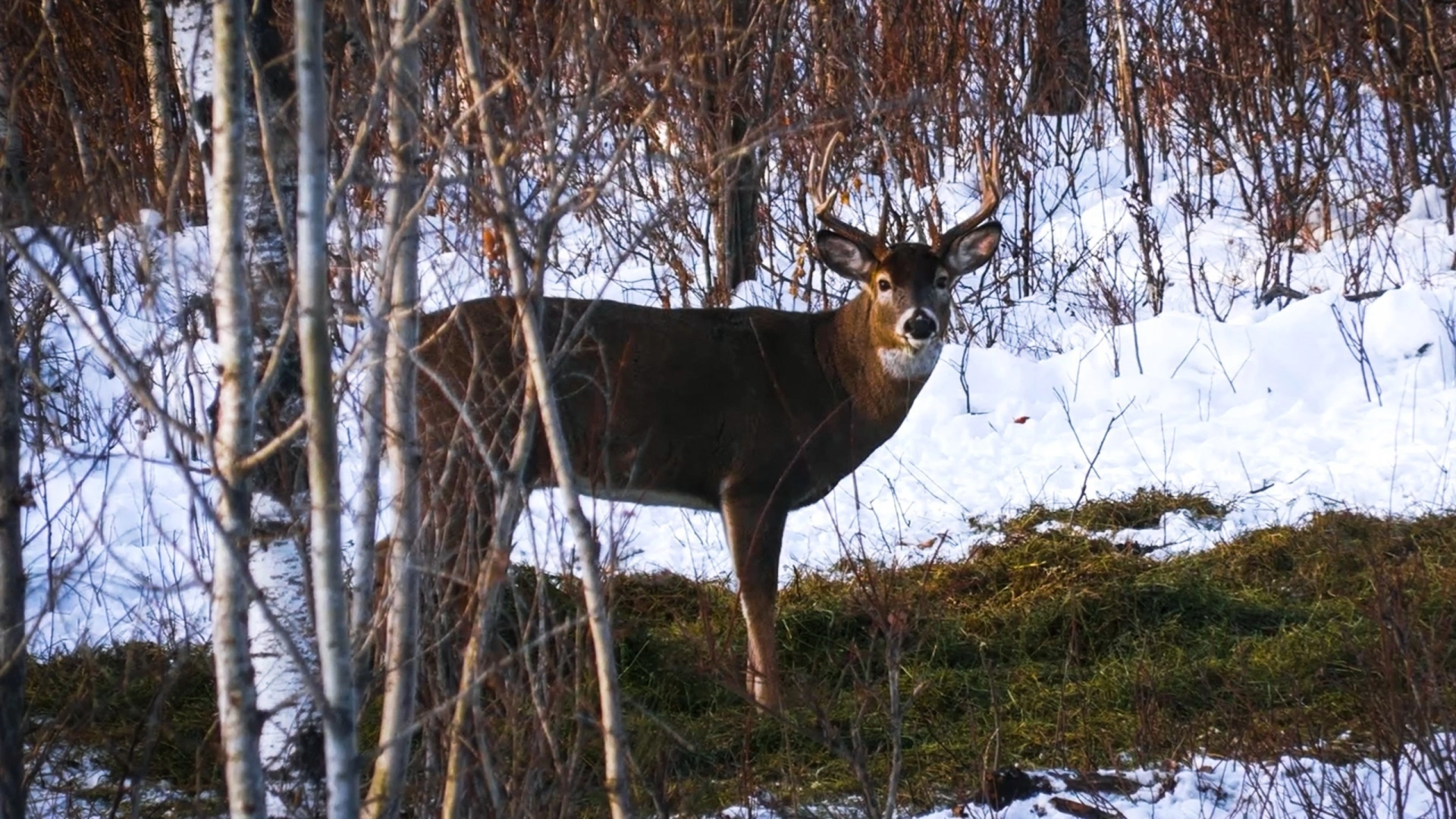 Saskatchewan Buck (1)