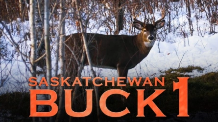Saskatchewan Buck (1)
