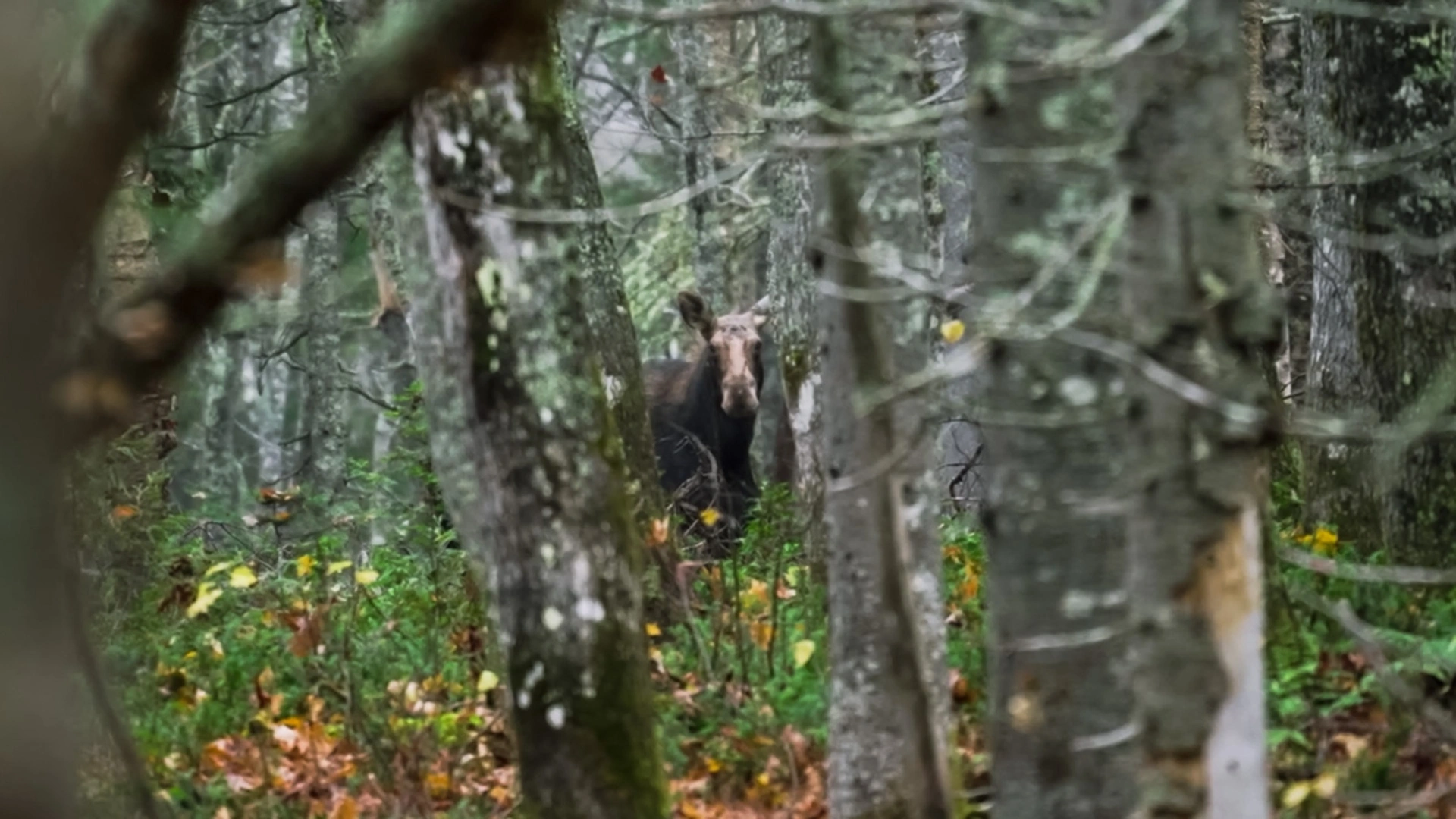 Gaspésie et Orignaux