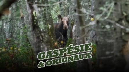 Gaspésie et Orignaux