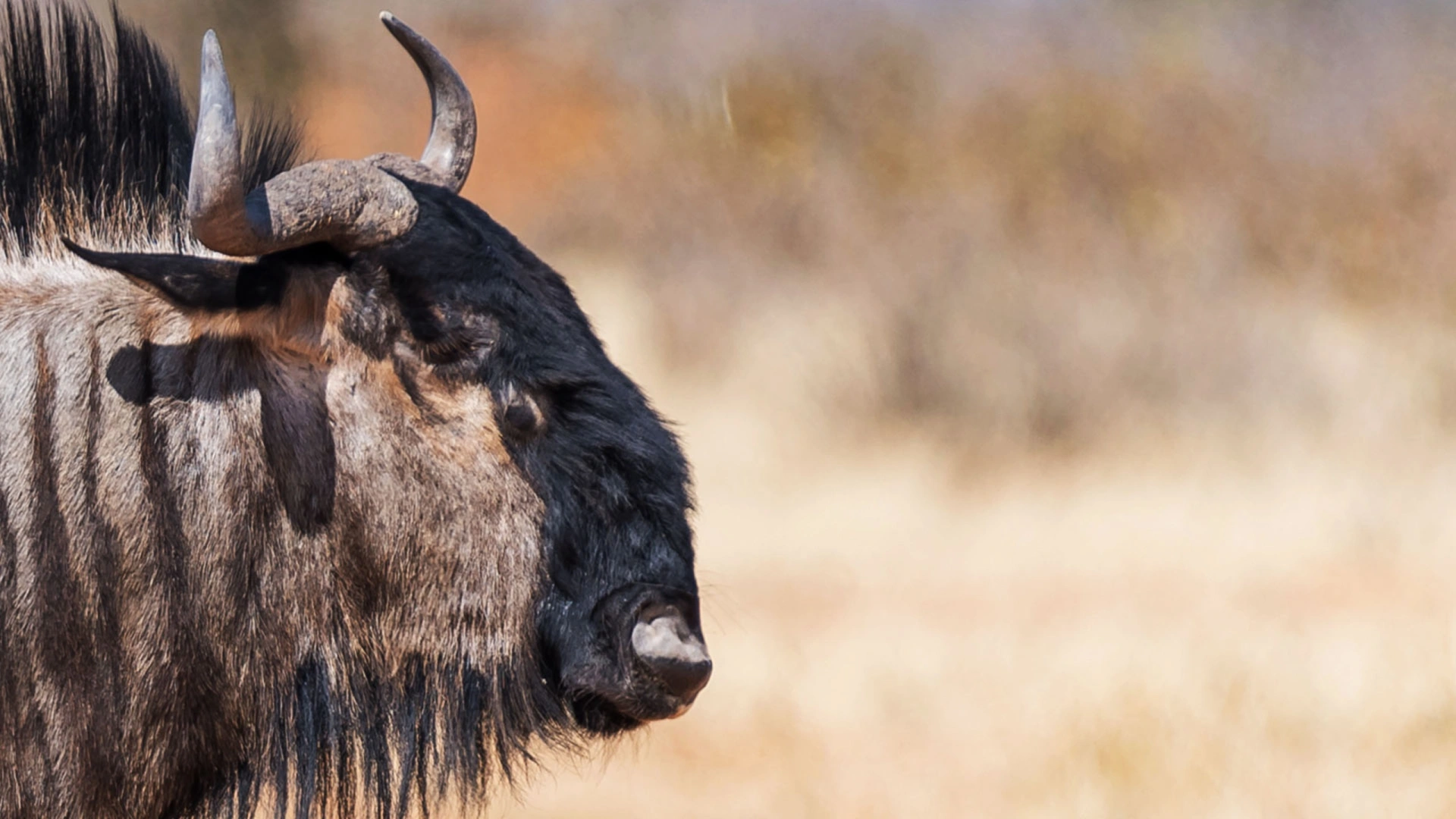 Approche aux gnous 1