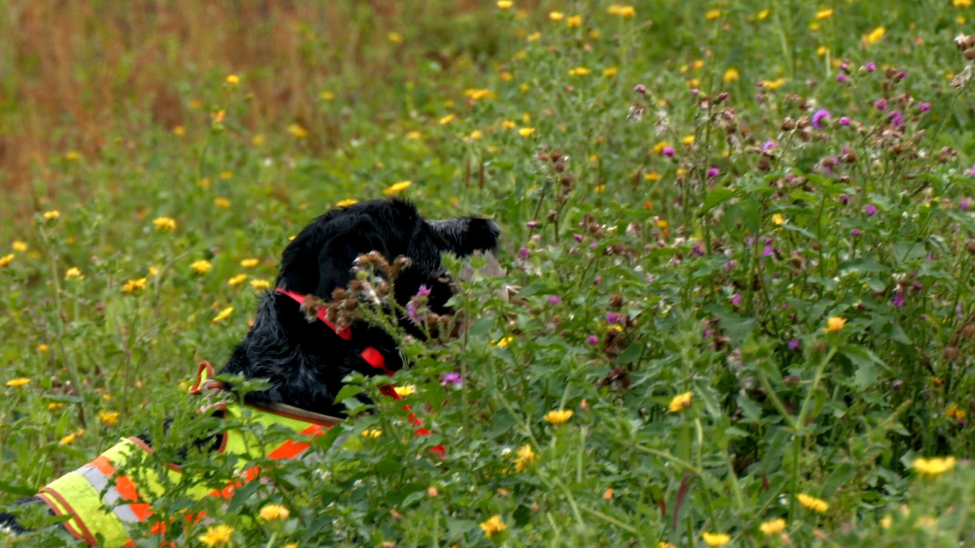 Ouverture du petit gibier