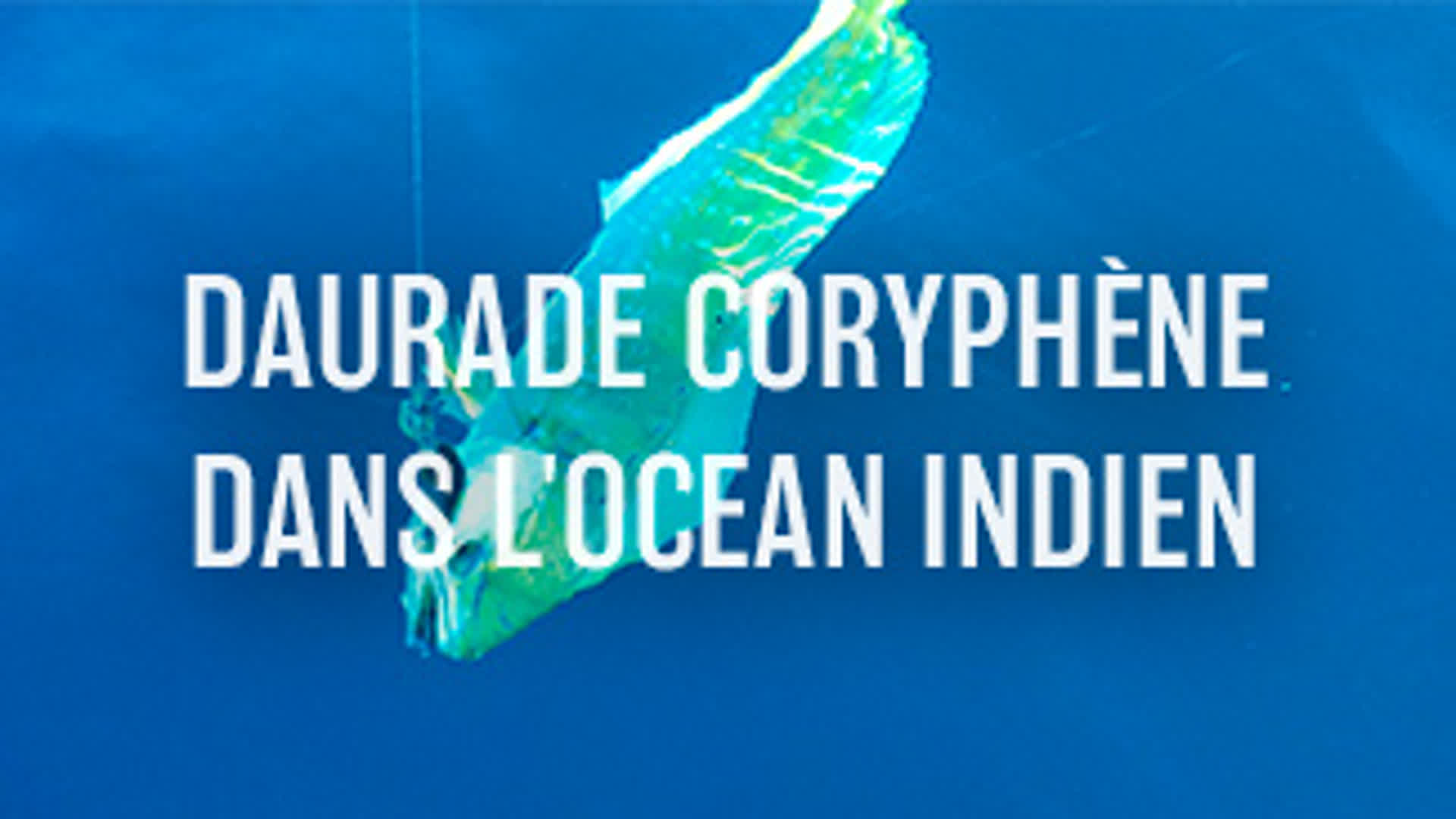 Daurade coryphène dans l'océan Indien