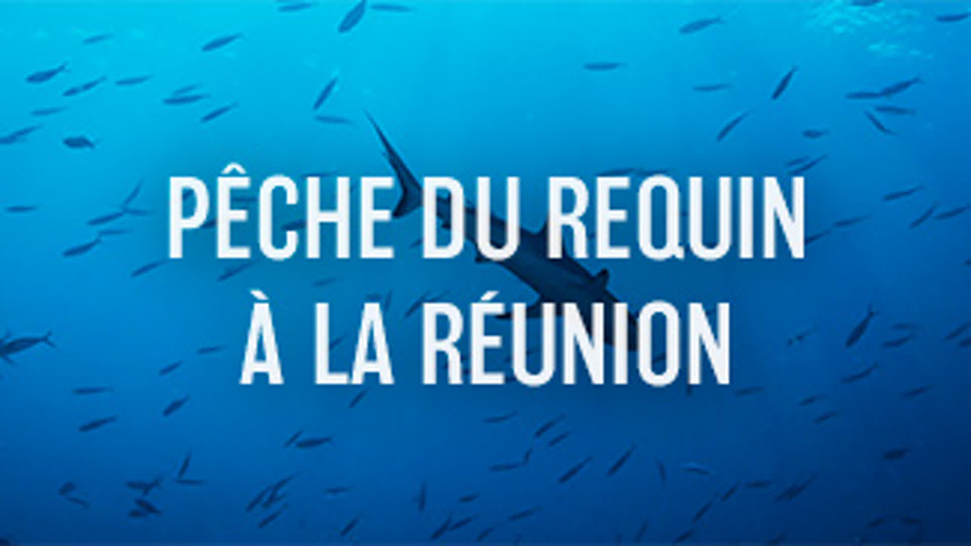 Pêche du requin à la réunion