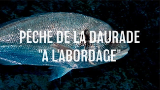 Pêche de la daurade " A l'Abordage"