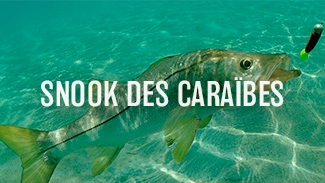 Snook des Caraïbes