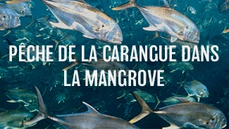 Pêche de la carangue dans la Mangrove