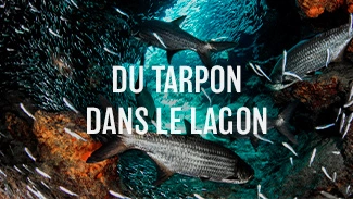 Du tarpon dans le lagon