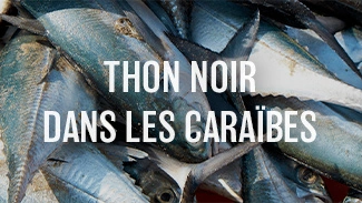 Thon noir dans les Caraïbes