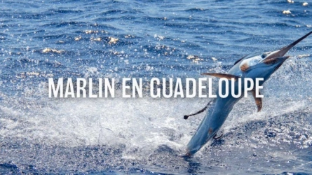 Marlin en Guadeloupe