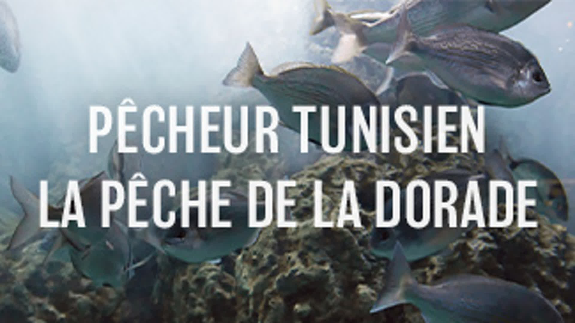 Pêcheur Tunisien - La pêche de la dorade