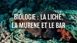 Biologie : La liche, la murène et le bar