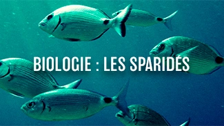 Biologie : Les sparidés