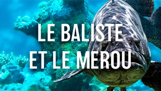 Le baliste et le mérou