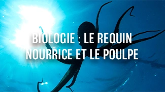 Biologie : Le requin nourrice et le poulpe