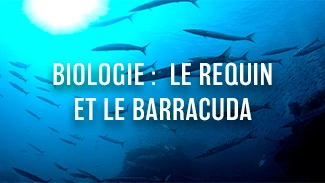 Biologie : Le requin et le barracuda