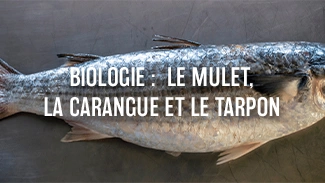 Biologie : Le mulet, la carangue et le tarpon