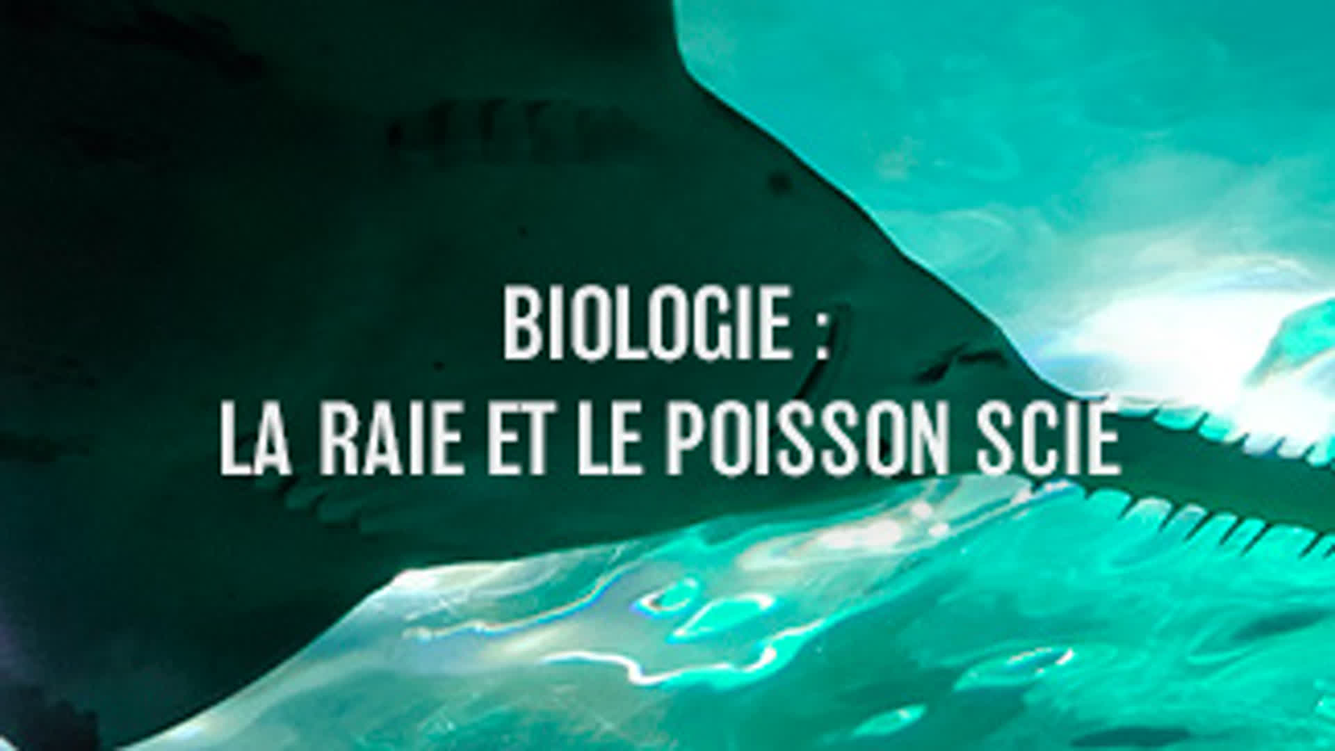 Biologie : La raie et le poisson scie