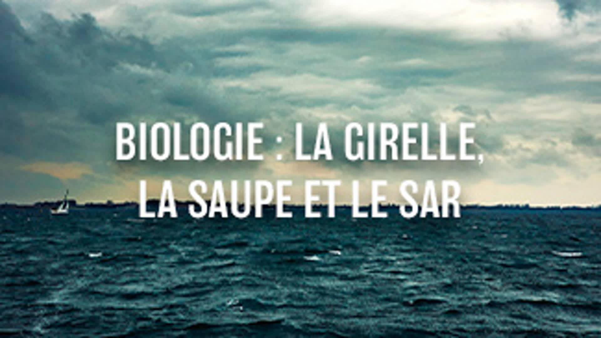 Biologie : La Girelle, la Saupe et le Sar