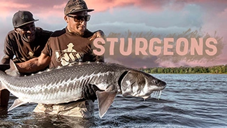Sturgeons