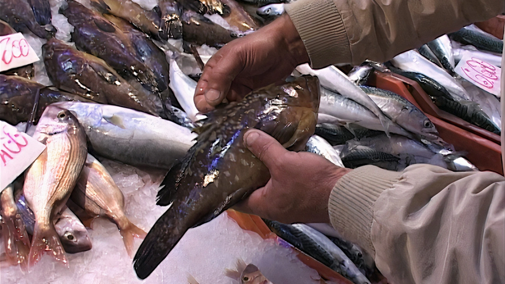 Bizerte, cité de la pêche
