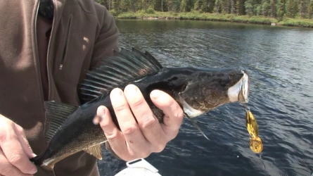 Carnassier à la cuillère