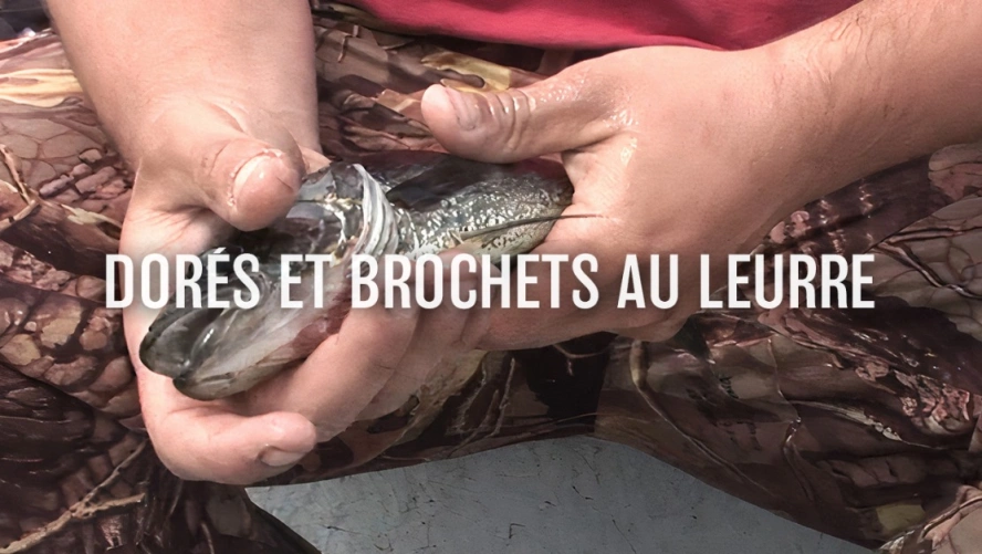 Dorés et Brochets au Leurre