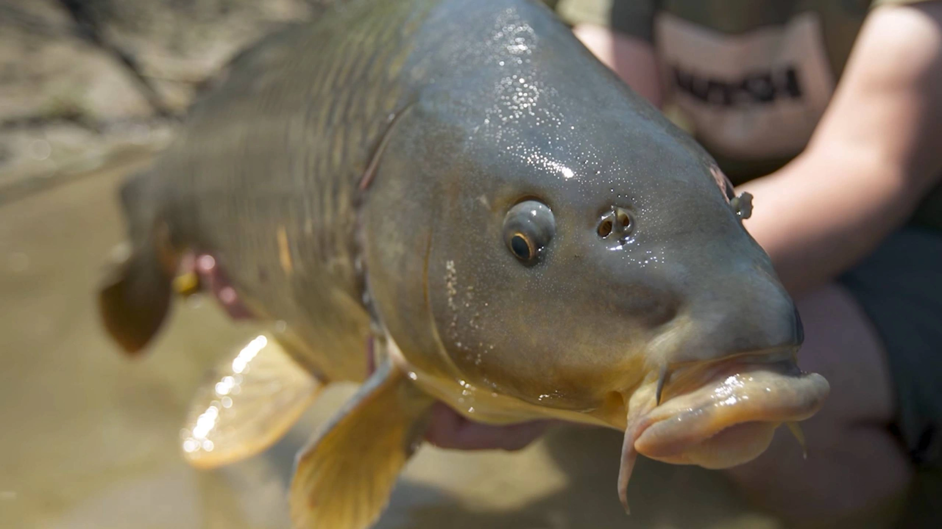 Carpes en Rivière Sauvage et Pêche au Cassant - Destination H2O
