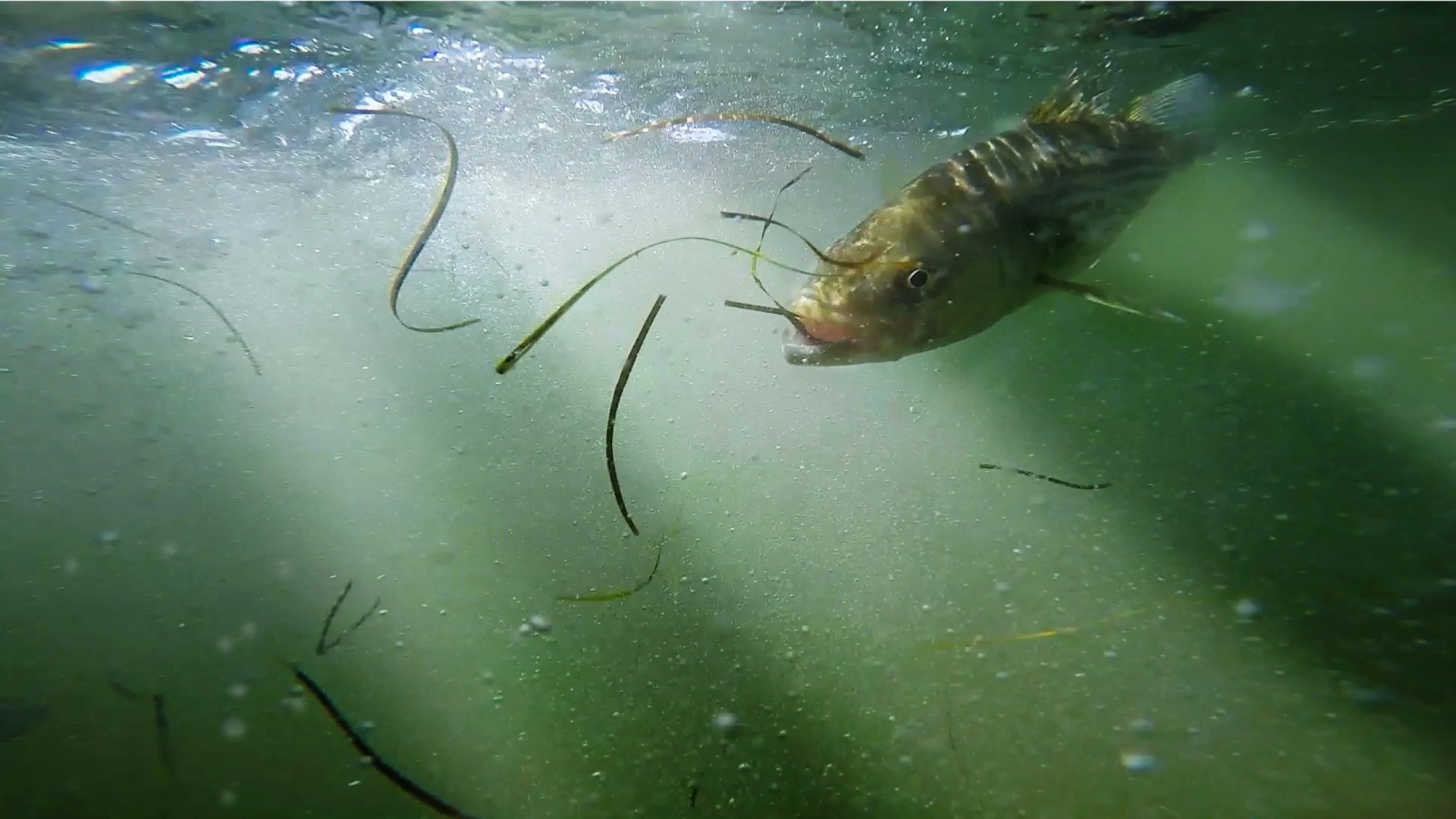 Bar rayé au Nouveau-Brunswick