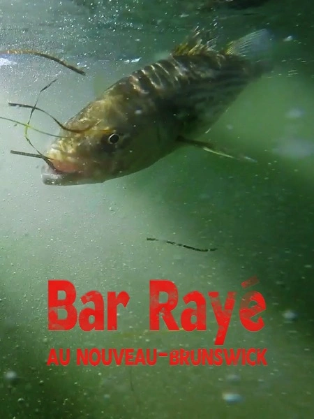 Bar rayé au Nouveau-Brunswick