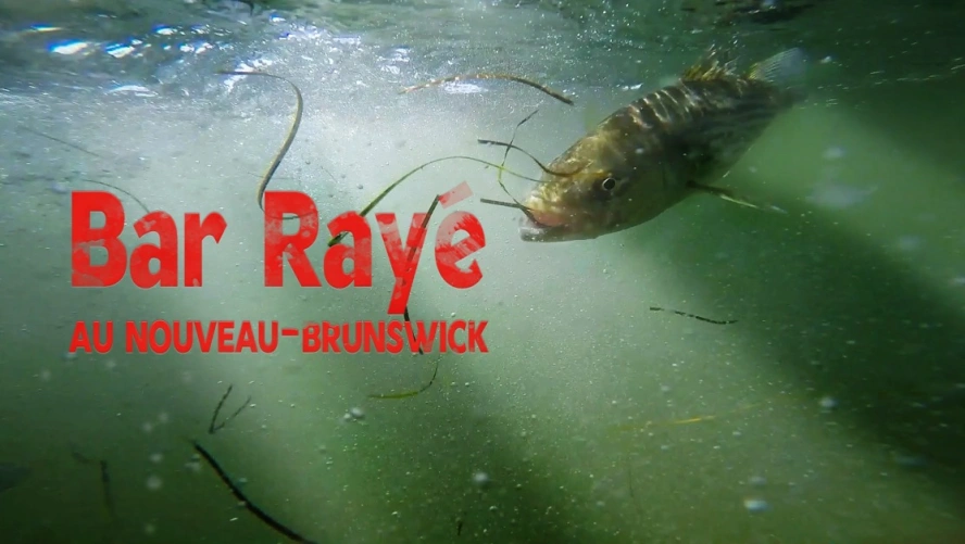 Bar rayé au Nouveau-Brunswick