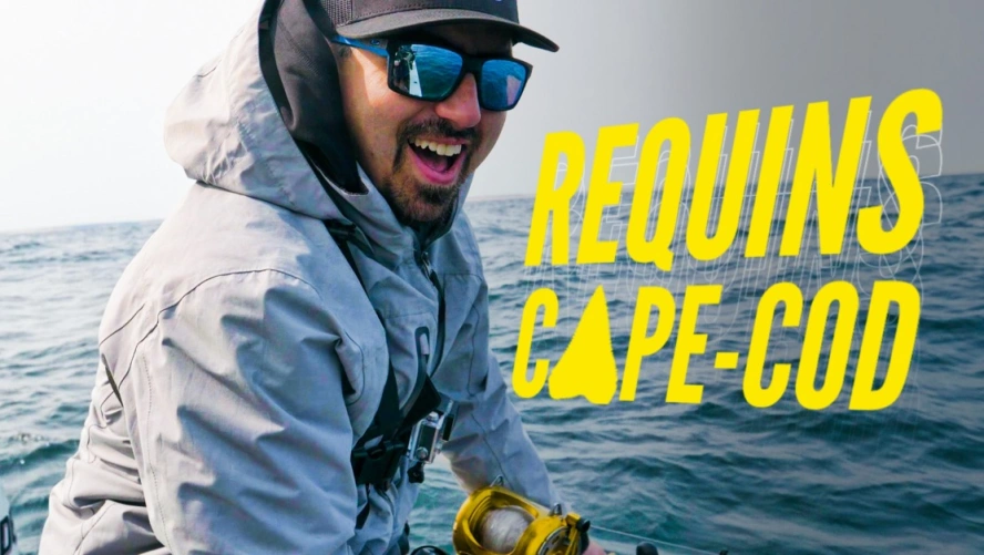 Requins Cape-Cod