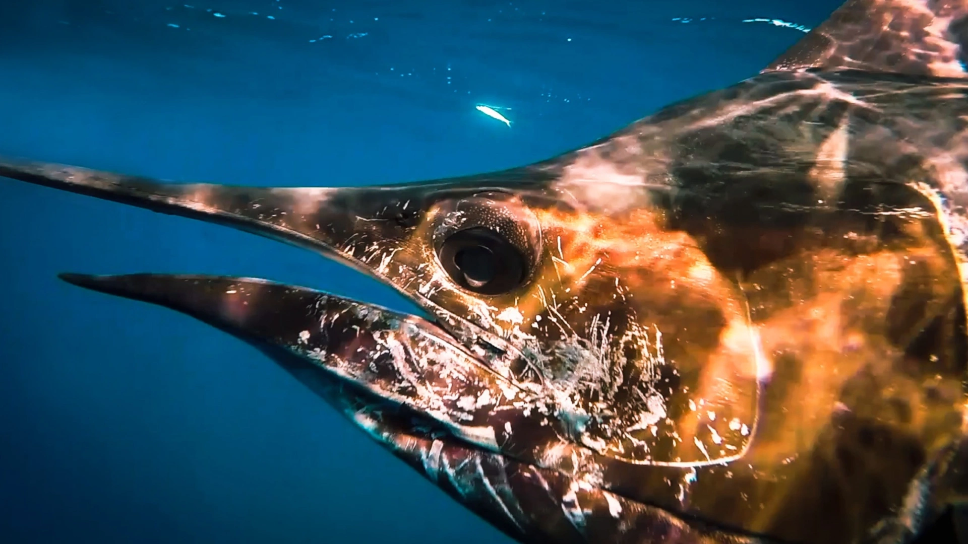 Pêche Océan Pacifique