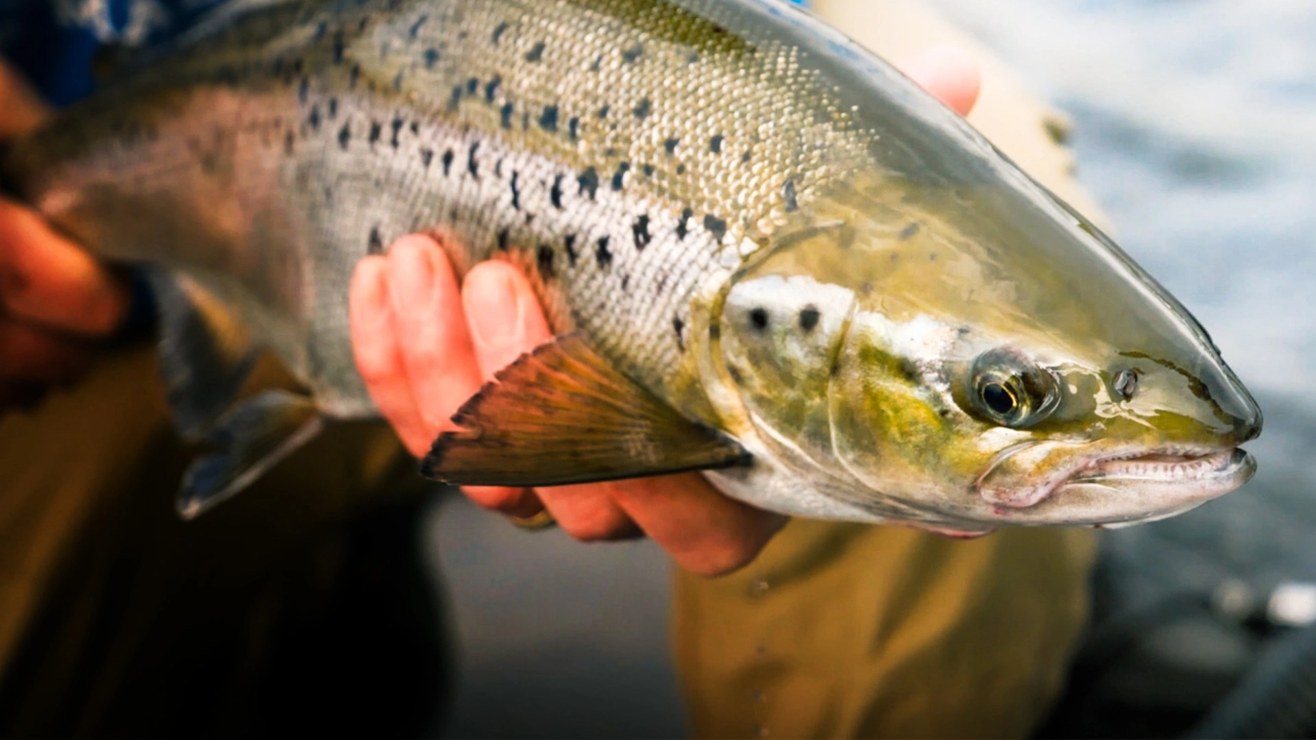 Ouananiche en Pourvoirie