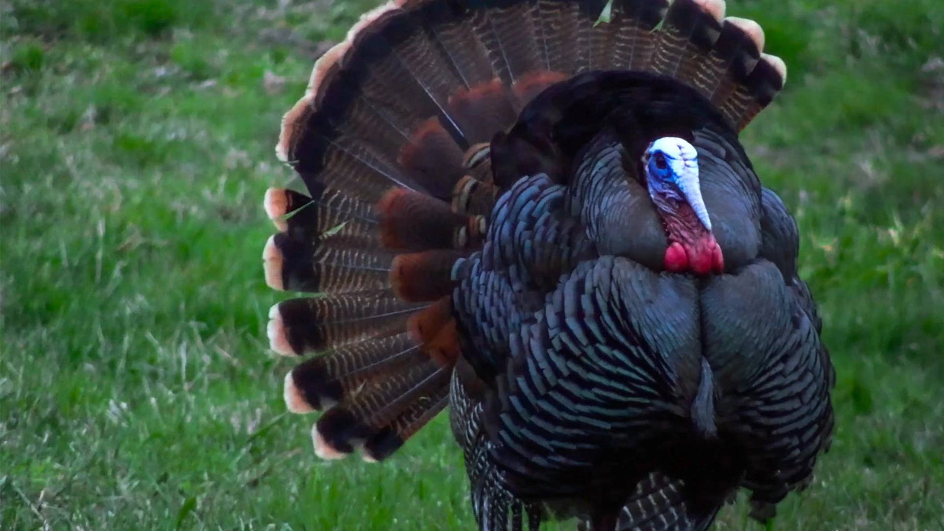 Dindons avec Roadhunt (2)