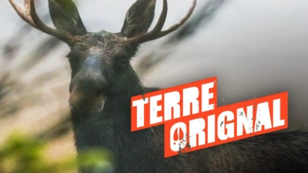 Terre Orignal