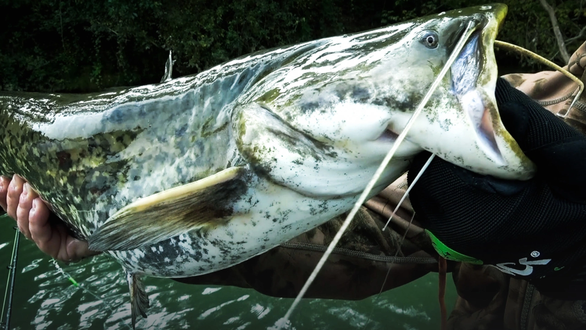 ÉCLECTIQUE : silures