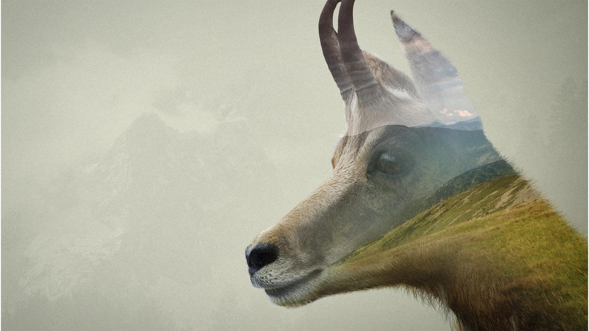 L’isard et le chamois