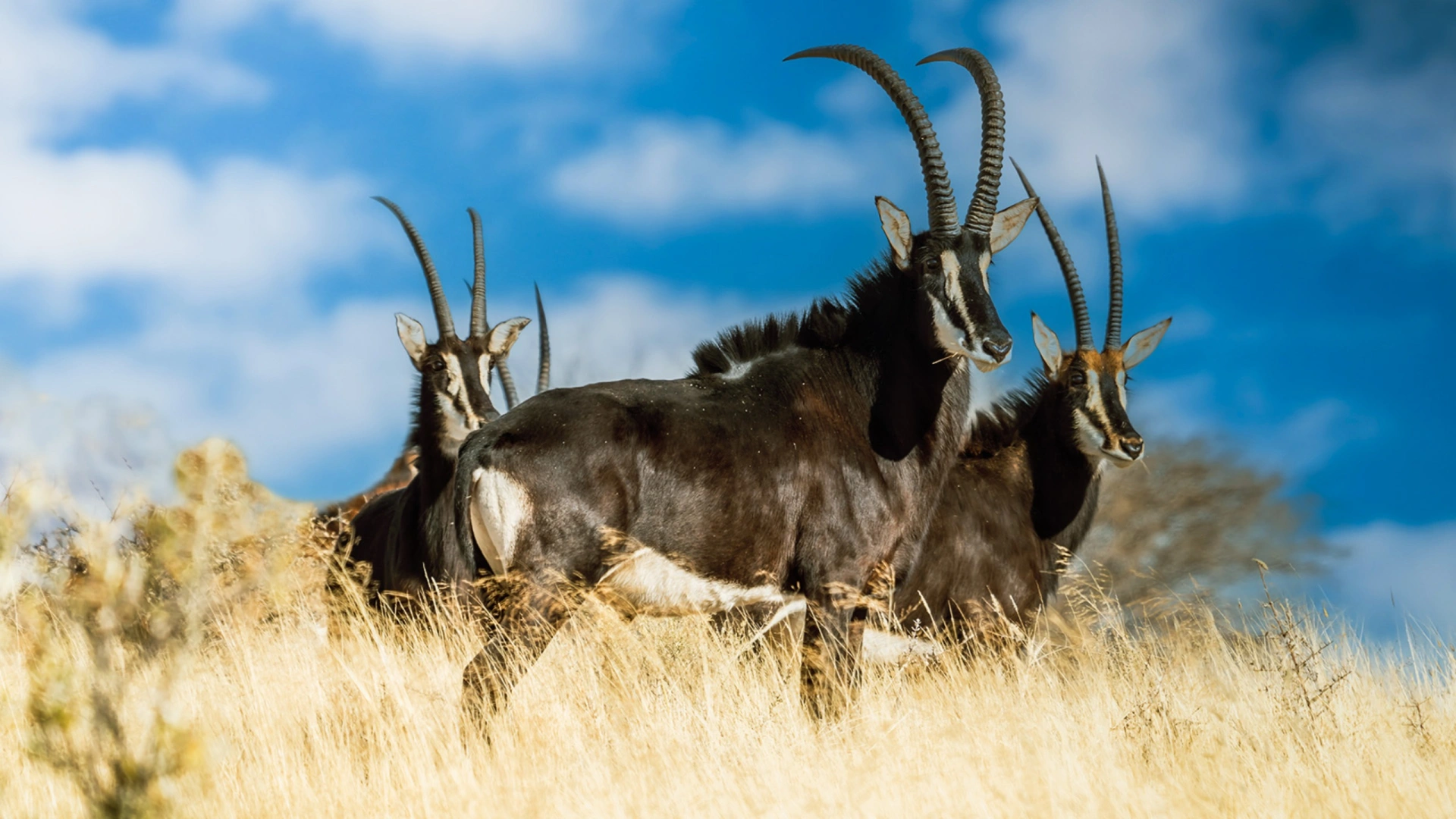 En Afrique chez Eland Safaris 1