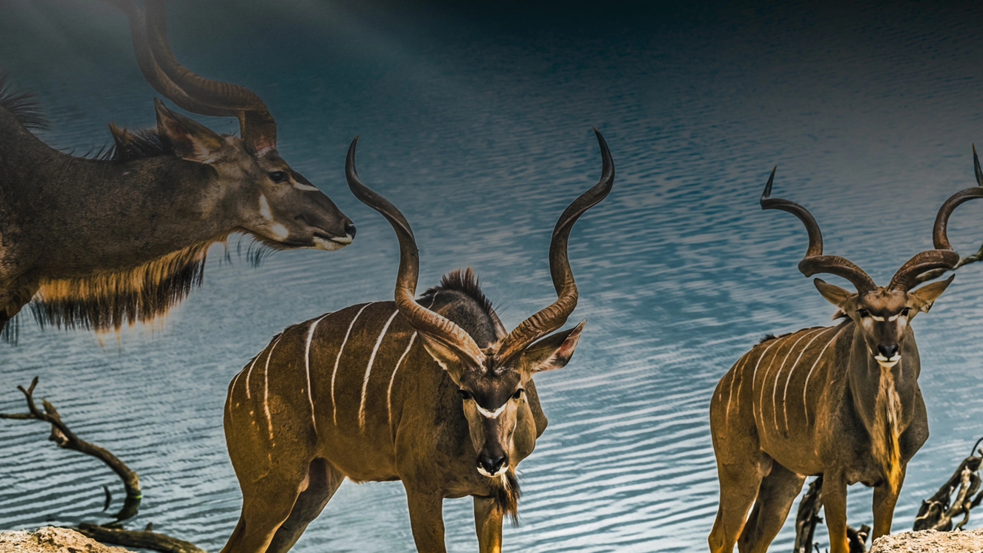 En Afrique chez Eland Safaris 2