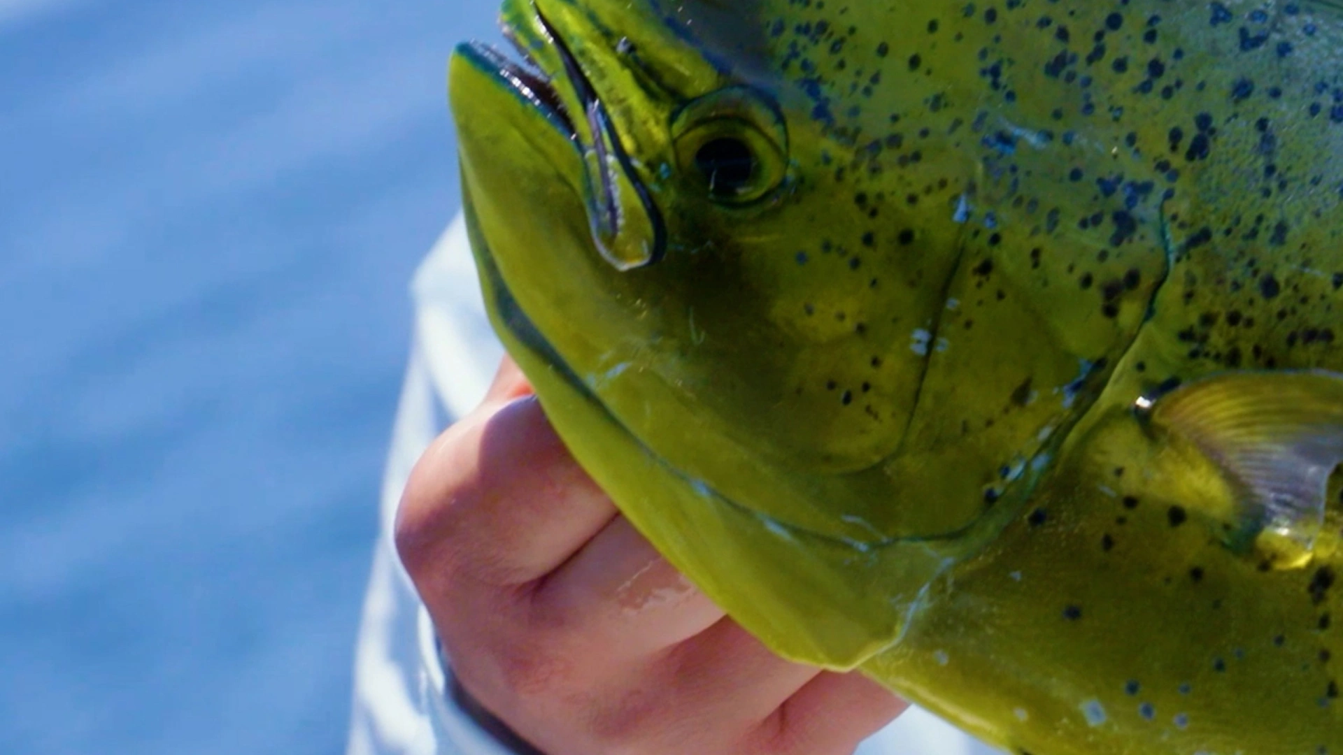 High tides fishing à Puerto Vallarta