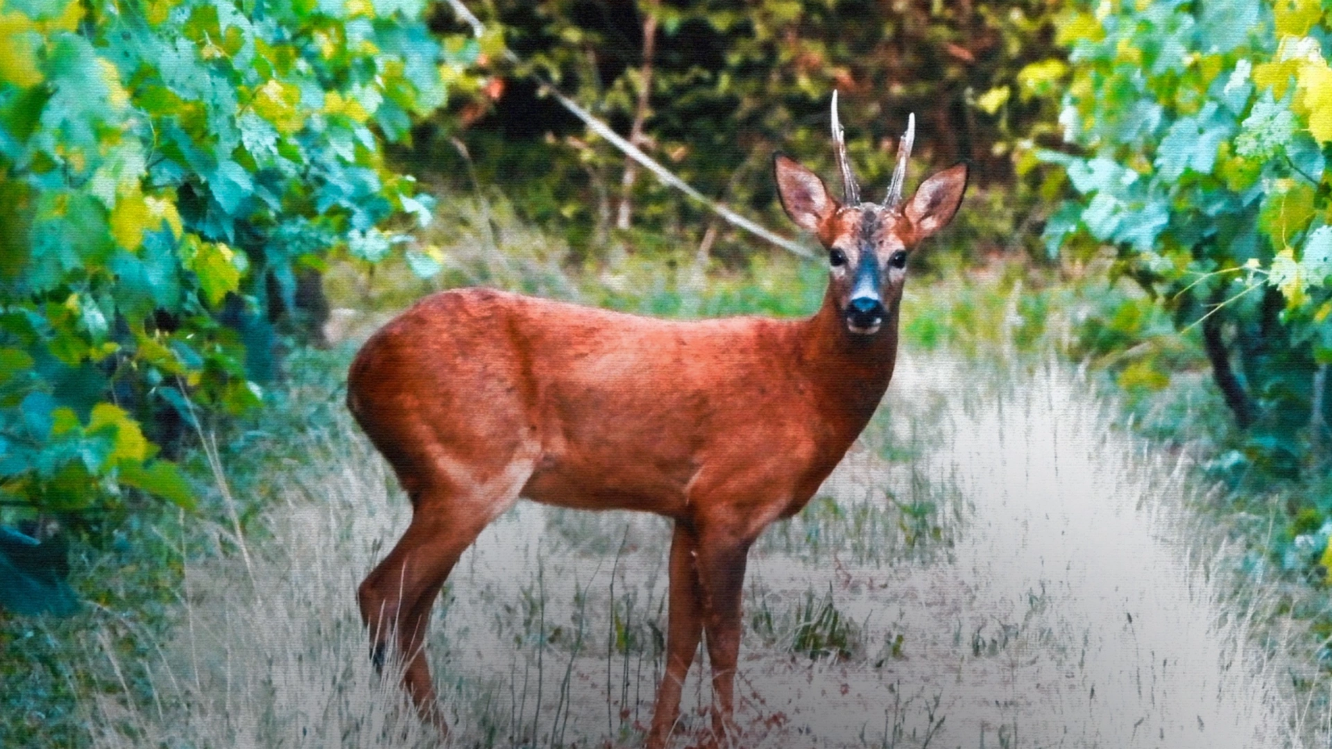 Brocards Charentais-Maritime