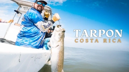 Tarpon Costa Rica