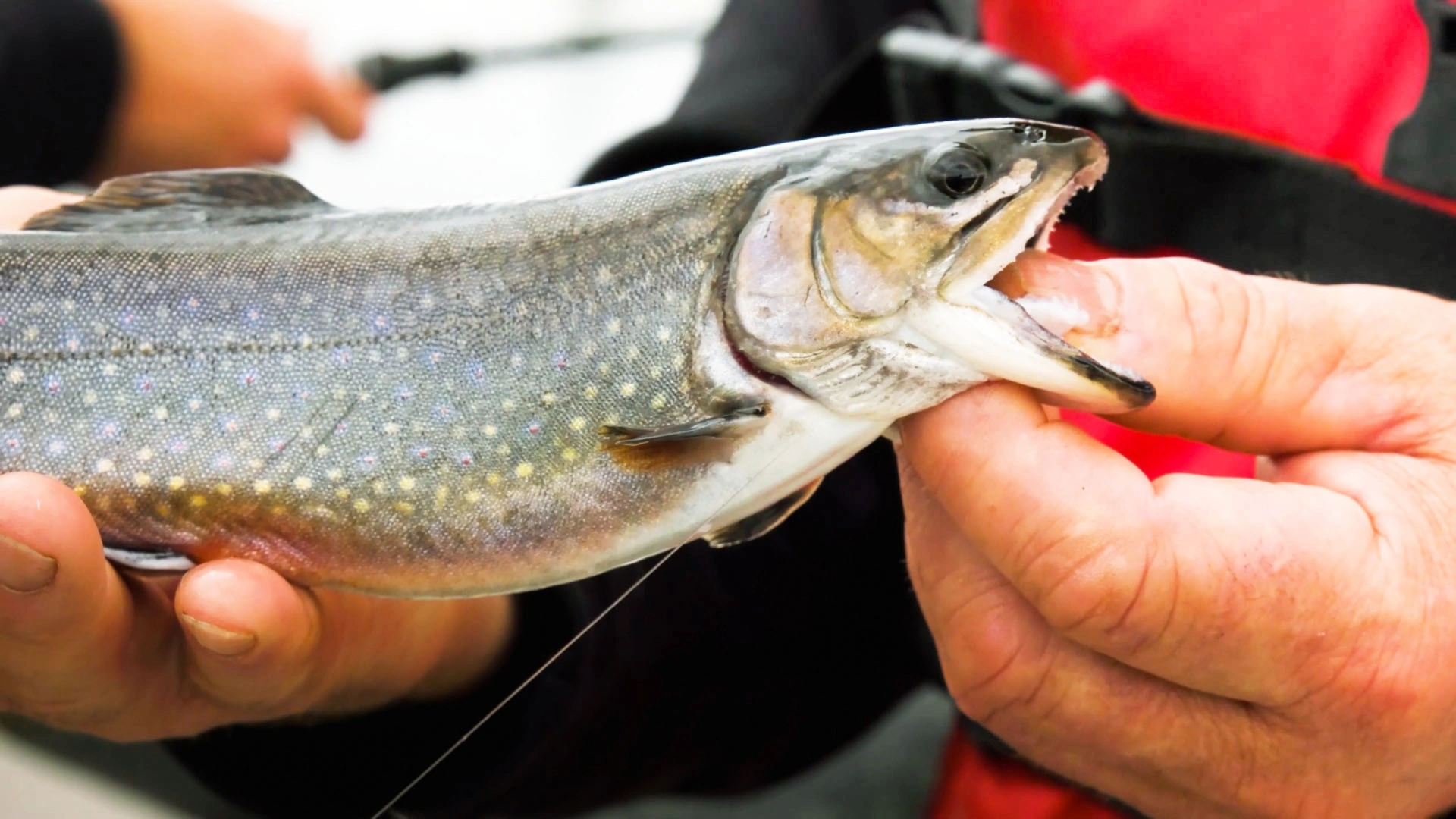 Truite mouchetée et bar rayé
