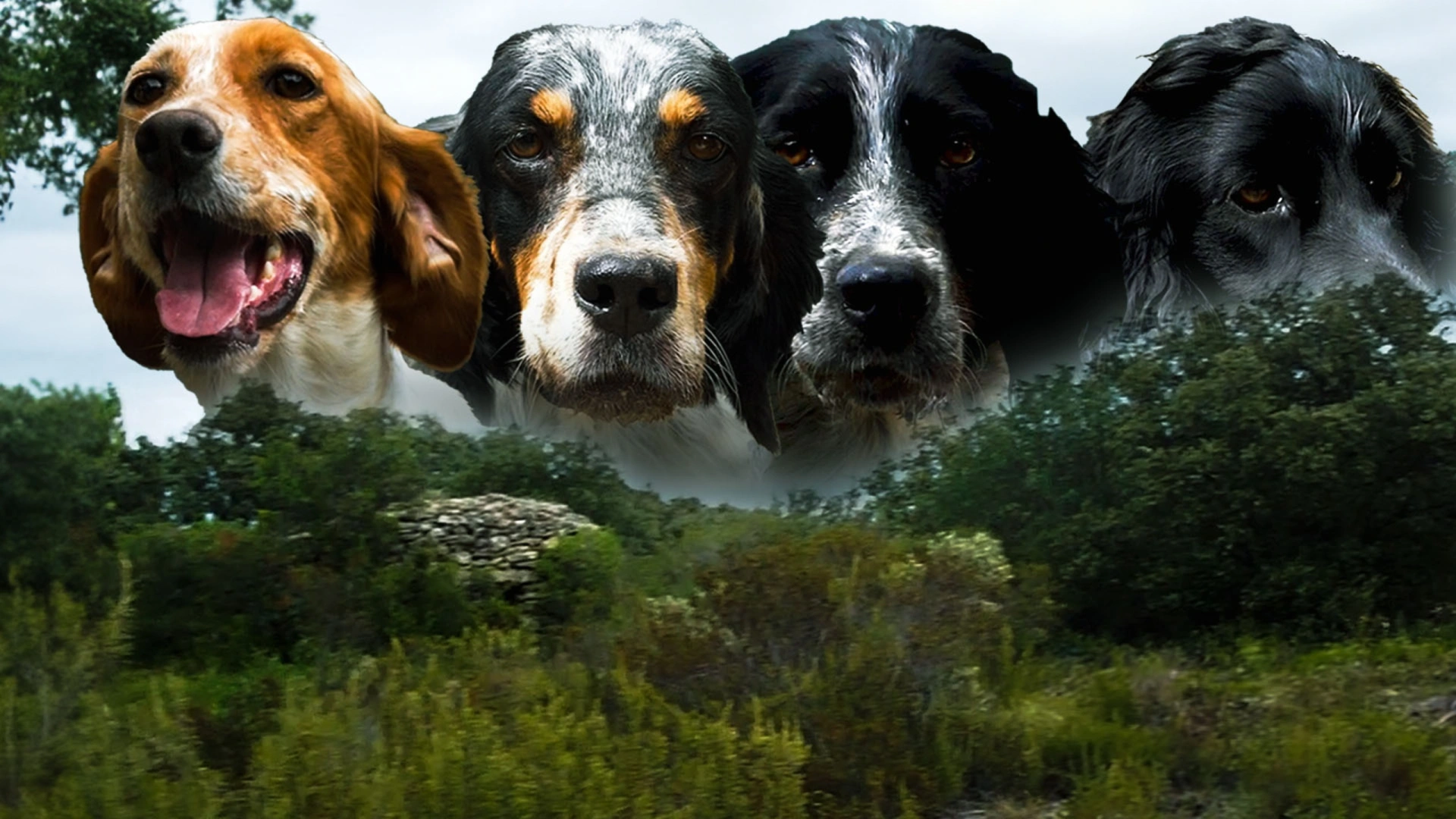 Passion Setter : L'élevage